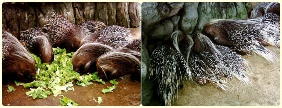 สัตว์ต่าง ๆ ที่ซาฟารีเวิลด์  safari world