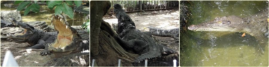 สัตว์ต่าง ๆ ที่ซาฟารีเวิลด์  safari world