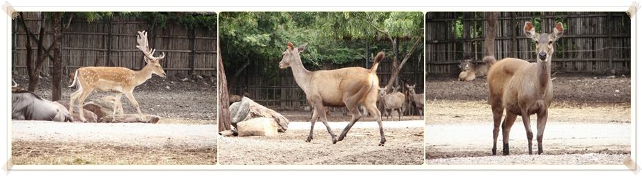 สัตว์ต่าง ๆ ที่ซาฟารีเวิลด์  safari world