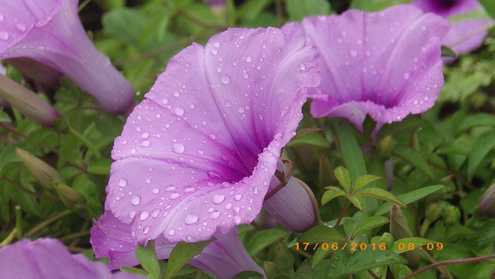 ดอกไม้สวยริมทาง