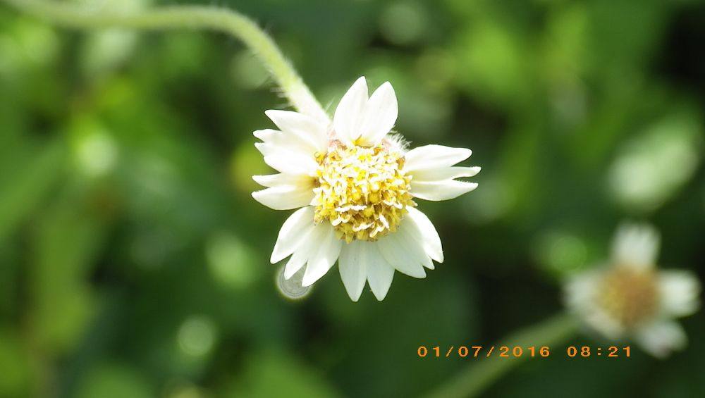 ดอกไม้สวยริมทาง