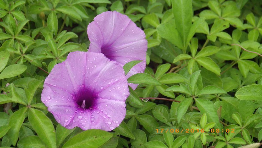 ดอกไม้สวยริมทาง