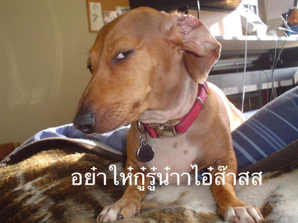 เรื่องหมาไว้ใจผม