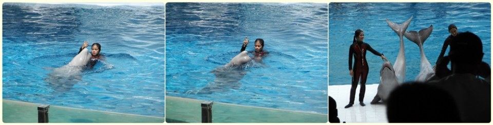 การแสดงโลมา วาฬขาว ที่ ซาฟารีเวิลด์