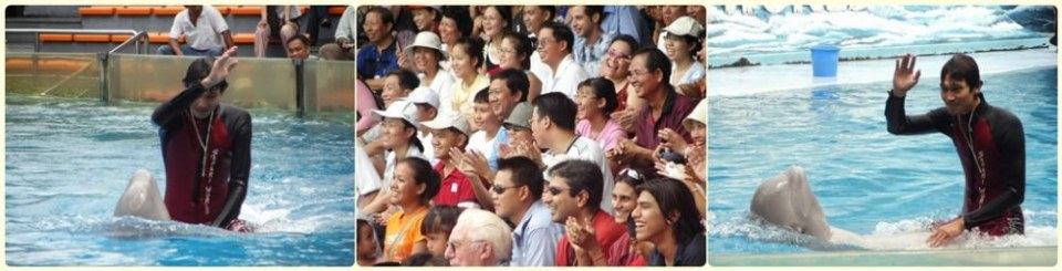 การแสดงโลมา วาฬขาว ที่ ซาฟารีเวิลด์