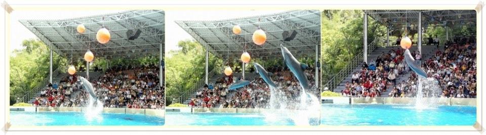 การแสดงโลมา วาฬขาว ที่ ซาฟารีเวิลด์