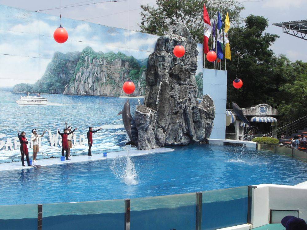 การแสดงโลมา วาฬขาว ที่ ซาฟารีเวิลด์