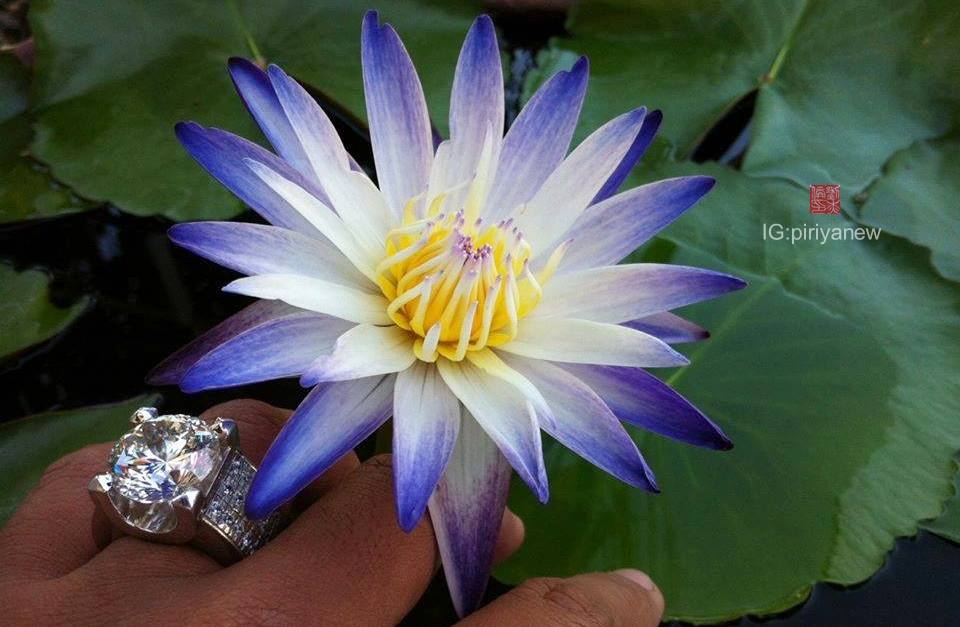 Nymphaea