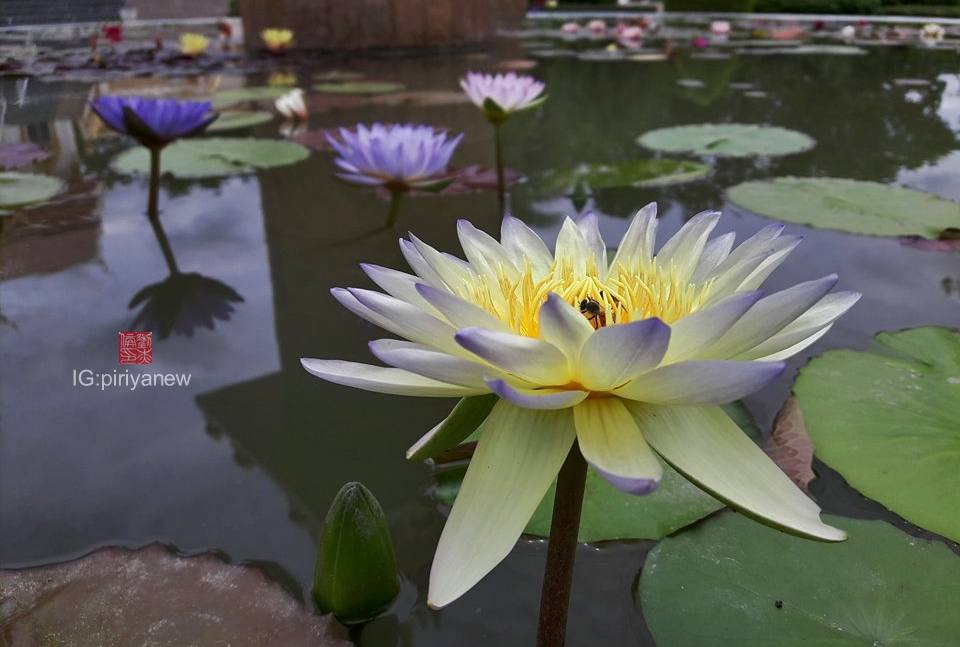 Nymphaea