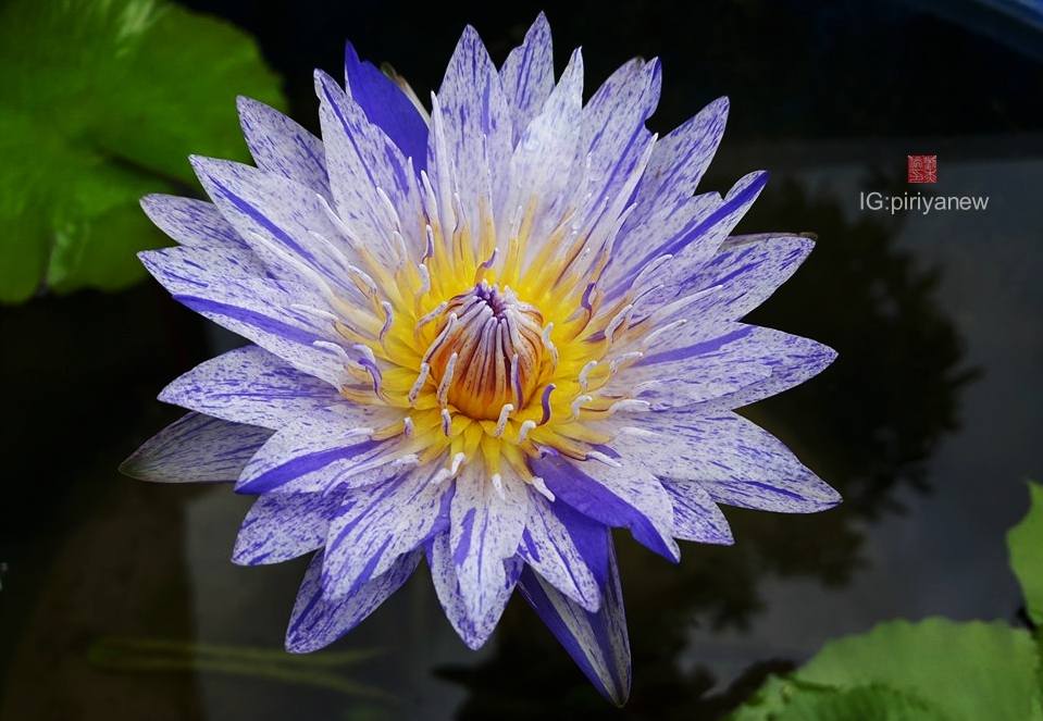 Nymphaea