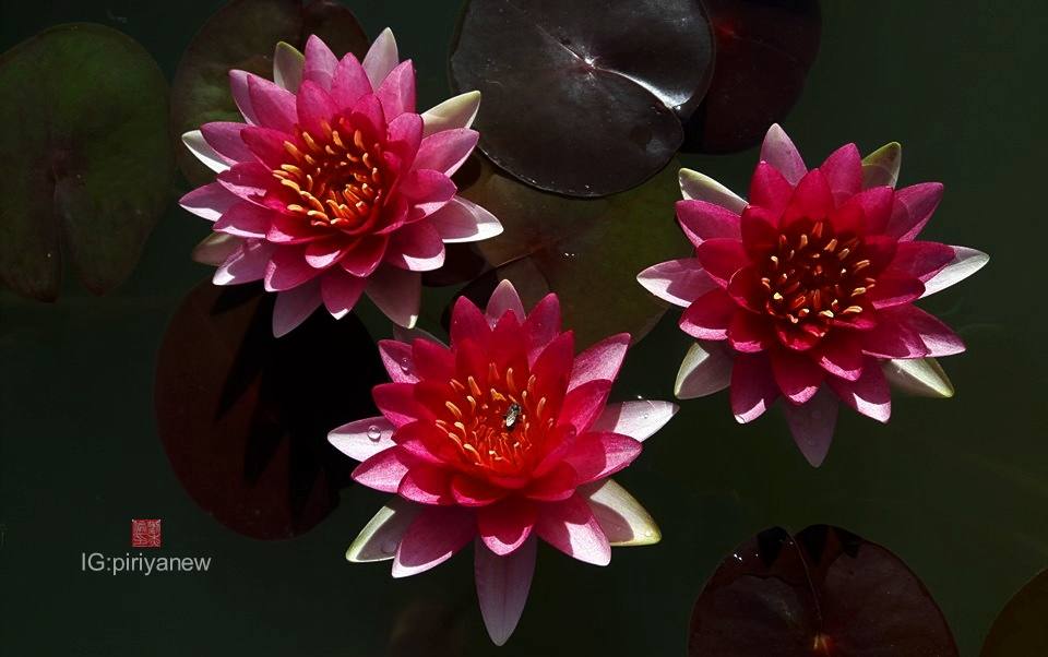 Nymphaea