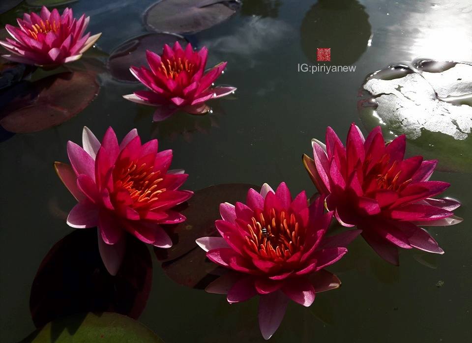 Nymphaea