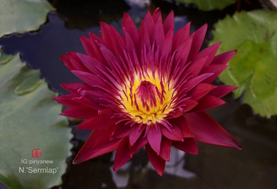 Nymphaea