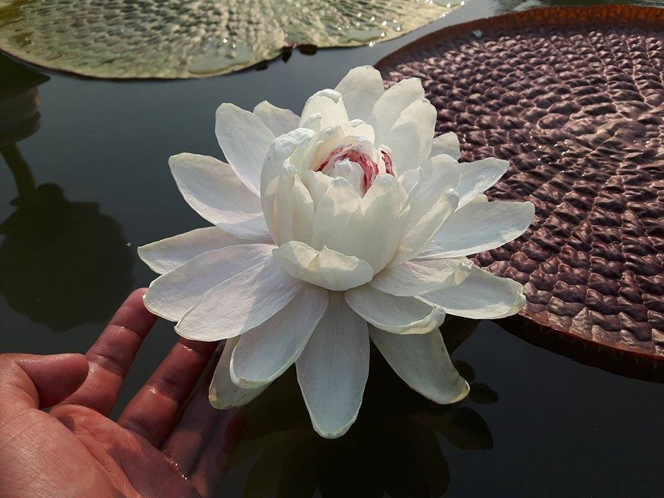 Nymphaea