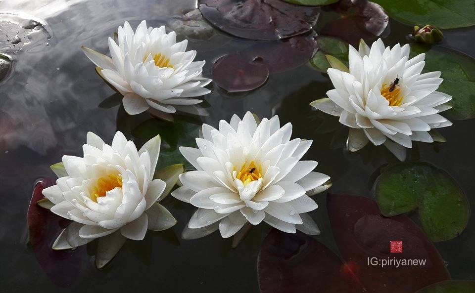 Nymphaea
