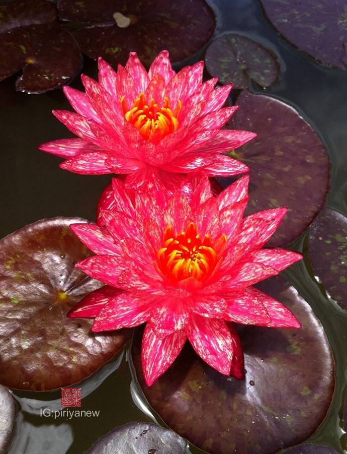 Nymphaea