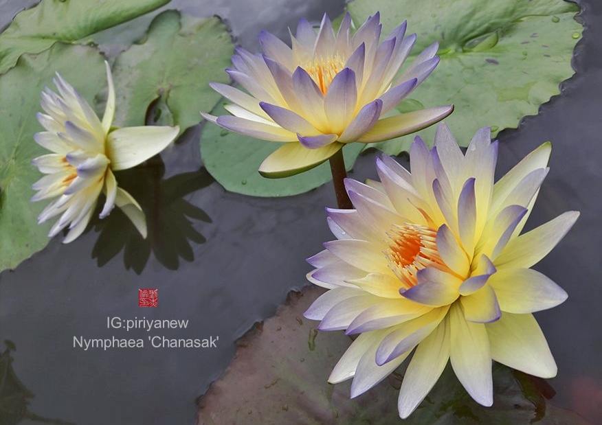 Nymphaea