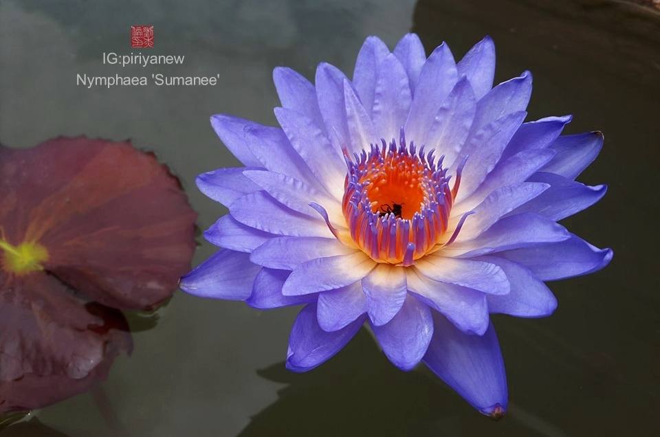 Nymphaea