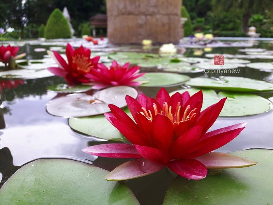 Nymphaea