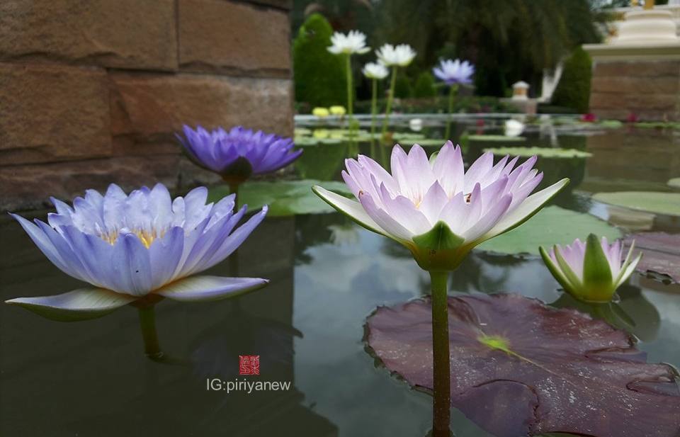 Nymphaea