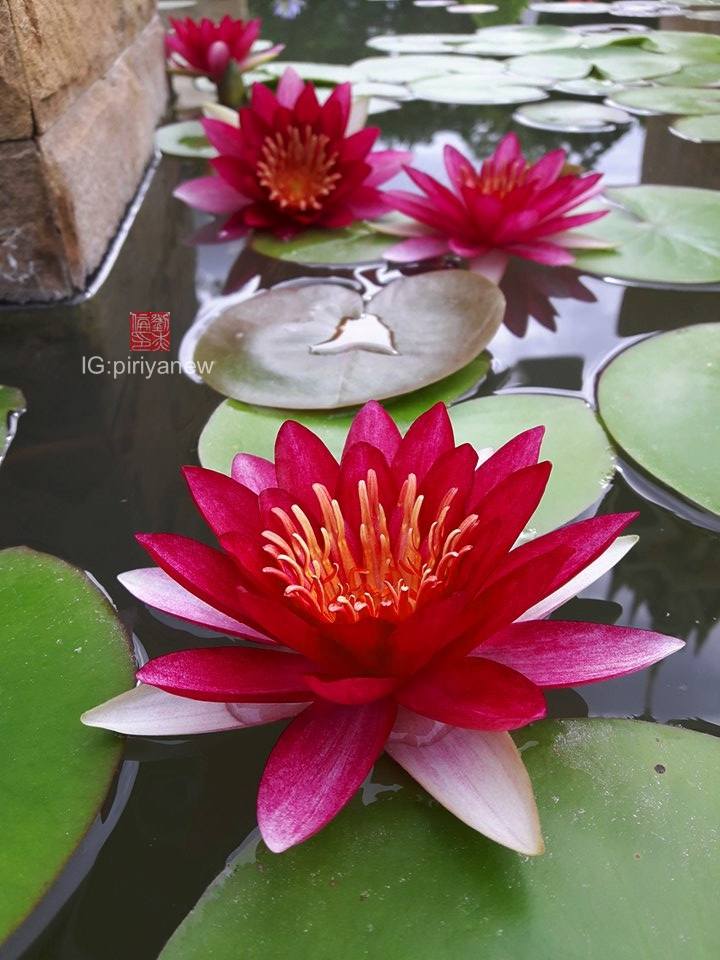 Nymphaea