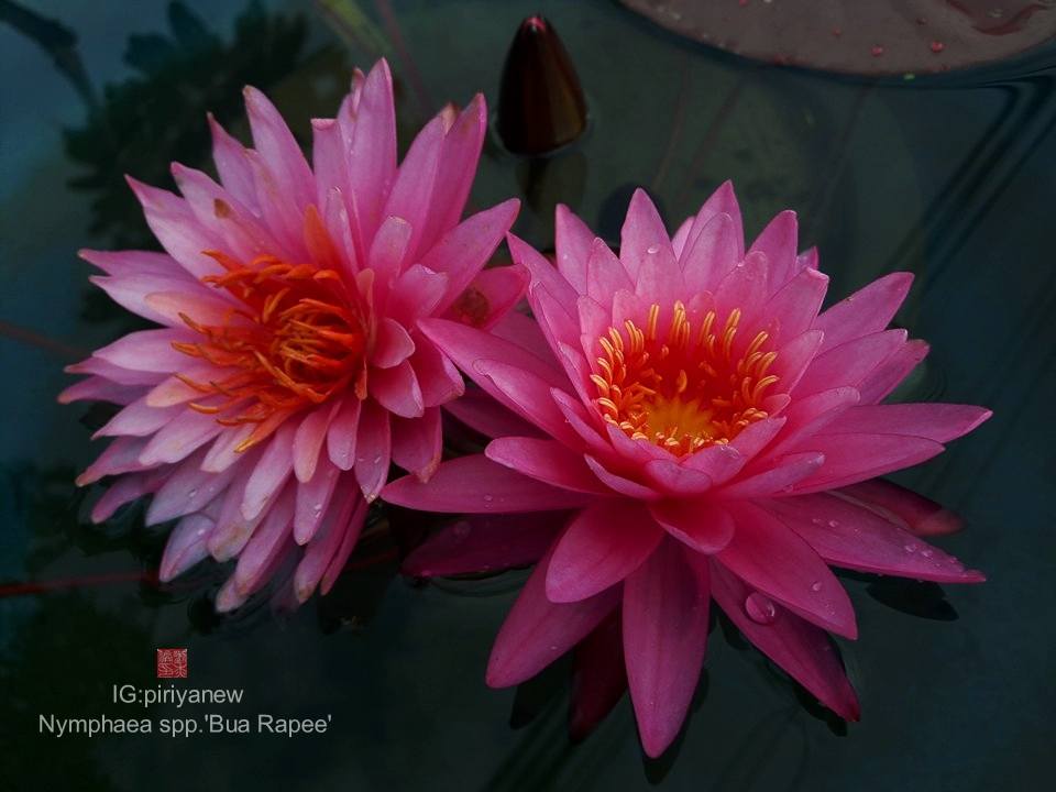 Nymphaea