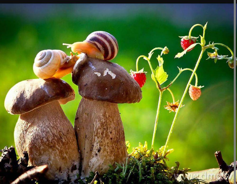 หอยทากมุ๊งมิ๊ง