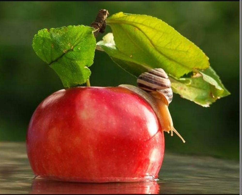 หอยทากมุ๊งมิ๊ง