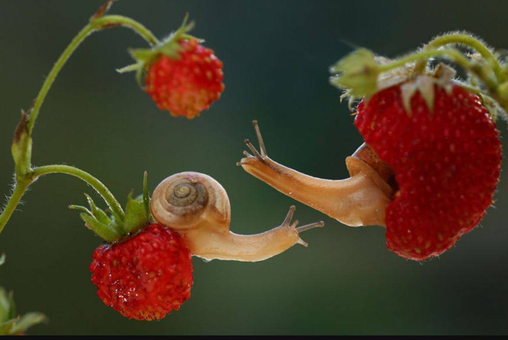 หอยทากมุ๊งมิ๊ง