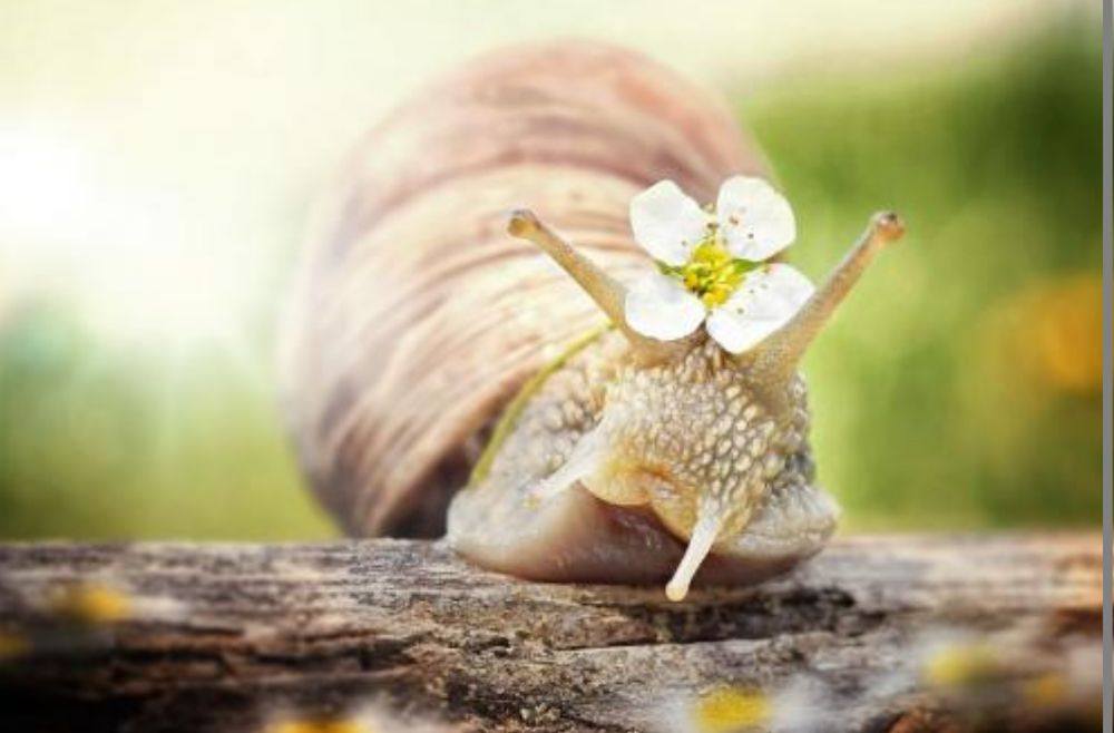 หอยทากมุ๊งมิ๊ง