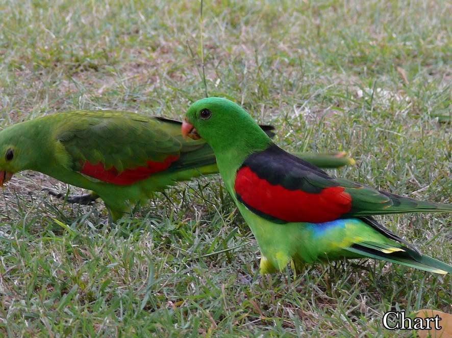 นก+หมา