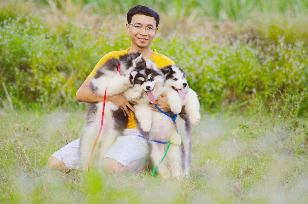 ไซบีเรียนฮัสกี้ ใครสนใจ Facebook:ลูน่าน้องหมาไซบีเรียน