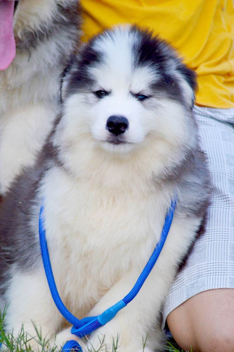ไซบีเรียนฮัสกี้ ใครสนใจ Facebook:ลูน่าน้องหมาไซบีเรียน
