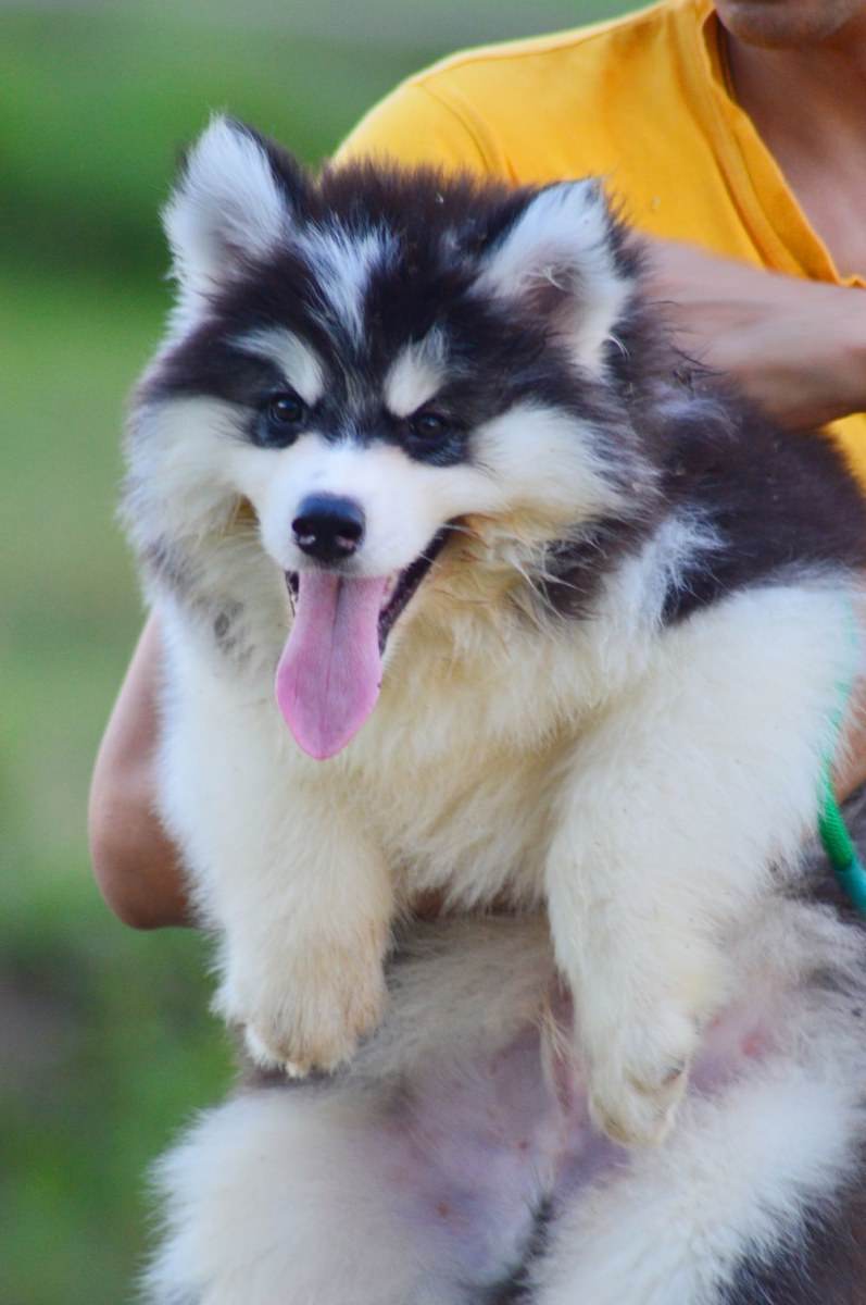 ไซบีเรียนฮัสกี้ ใครสนใจ Facebook:ลูน่าน้องหมาไซบีเรียน