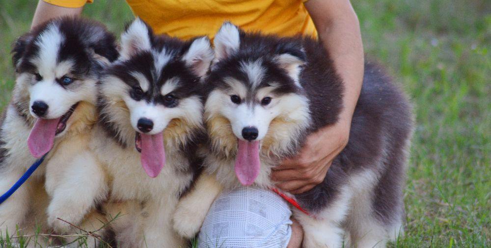 ไซบีเรียนฮัสกี้ ใครสนใจ Facebook:ลูน่าน้องหมาไซบีเรียน