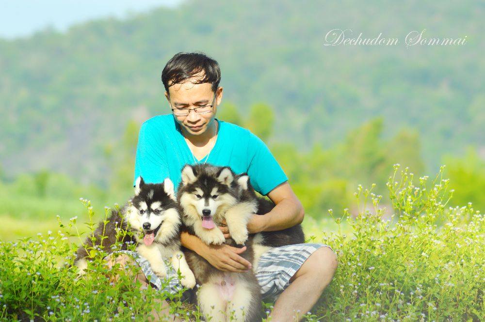 ไซบีเรียนฮัสกี้ ใครสนใจ Facebook:ลูน่าน้องหมาไซบีเรียน