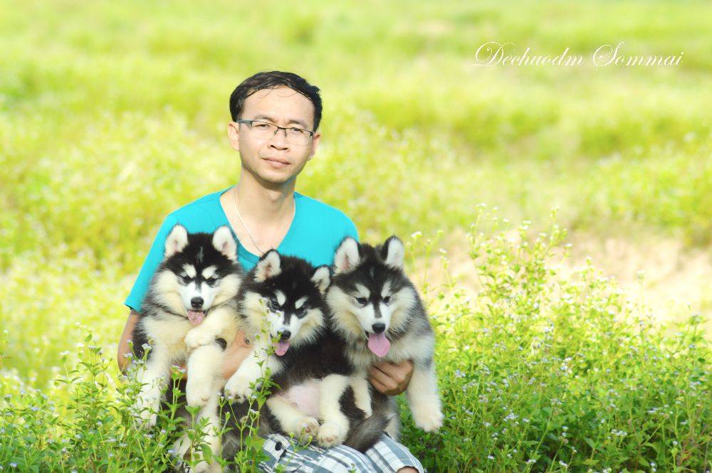 ไซบีเรียนฮัสกี้ ใครสนใจ Facebook:ลูน่าน้องหมาไซบีเรียน