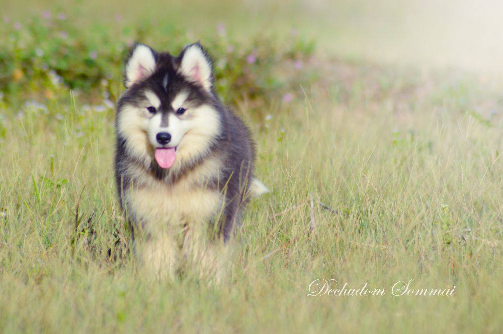 ไซบีเรียนฮัสกี้ ใครสนใจ Facebook:ลูน่าน้องหมาไซบีเรียน