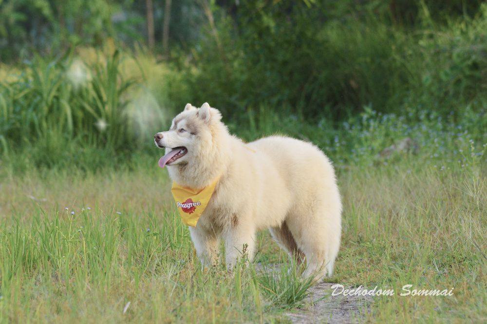 ไซบีเรียนฮัสกี้ ใครสนใจ Facebook:ลูน่าน้องหมาไซบีเรียน