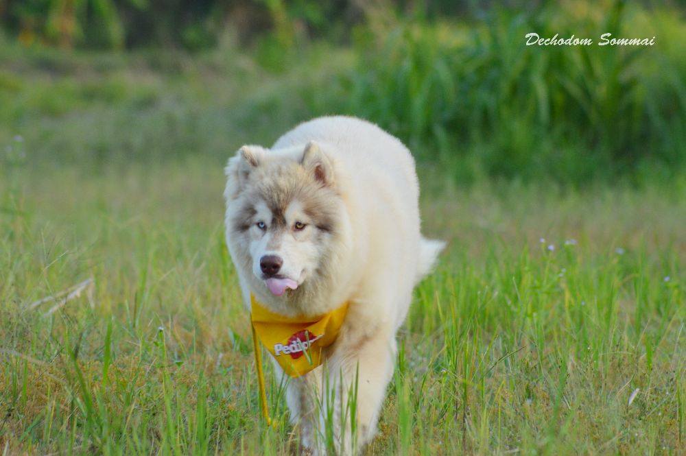 ไซบีเรียนฮัสกี้ ใครสนใจ Facebook:ลูน่าน้องหมาไซบีเรียน