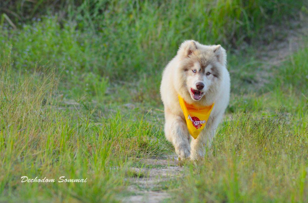 ไซบีเรียนฮัสกี้ ใครสนใจ Facebook:ลูน่าน้องหมาไซบีเรียน