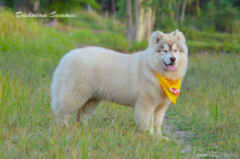ไซบีเรียนฮัสกี้ ใครสนใจ Facebook:ลูน่าน้องหมาไซบีเรียน