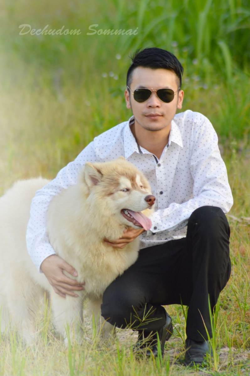 ไซบีเรียนฮัสกี้ ใครสนใจ Facebook:ลูน่าน้องหมาไซบีเรียน
