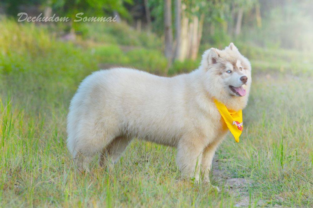 ไซบีเรียนฮัสกี้ ใครสนใจ Facebook:ลูน่าน้องหมาไซบีเรียน