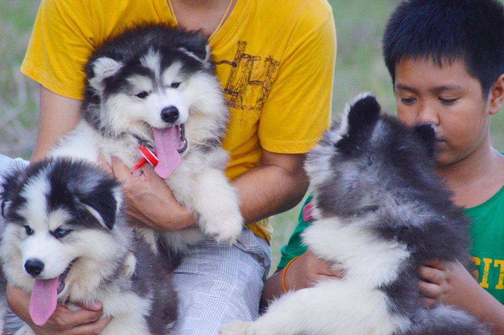 ไซบีเรียนฮัสกี้ ใครสนใจ Facebook:ลูน่าน้องหมาไซบีเรียน