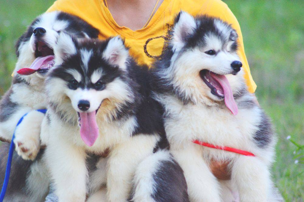 ไซบีเรียนฮัสกี้ ใครสนใจ Facebook:ลูน่าน้องหมาไซบีเรียน