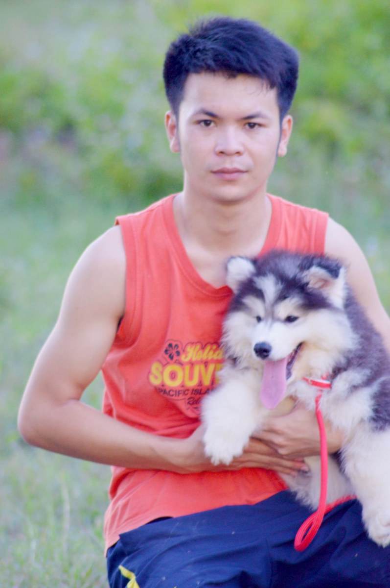 ไซบีเรียนฮัสกี้ ใครสนใจ Facebook:ลูน่าน้องหมาไซบีเรียน