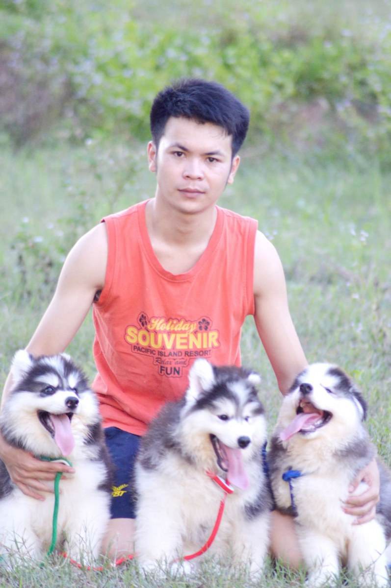 ไซบีเรียนฮัสกี้ ใครสนใจ Facebook:ลูน่าน้องหมาไซบีเรียน