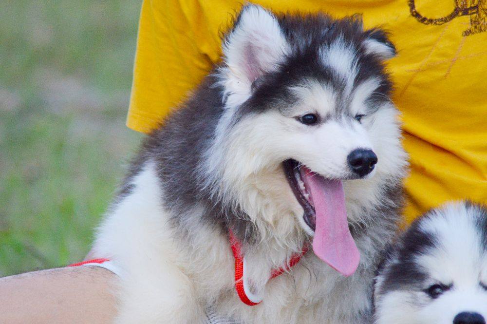 ไซบีเรียนฮัสกี้ ใครสนใจ Facebook:ลูน่าน้องหมาไซบีเรียน