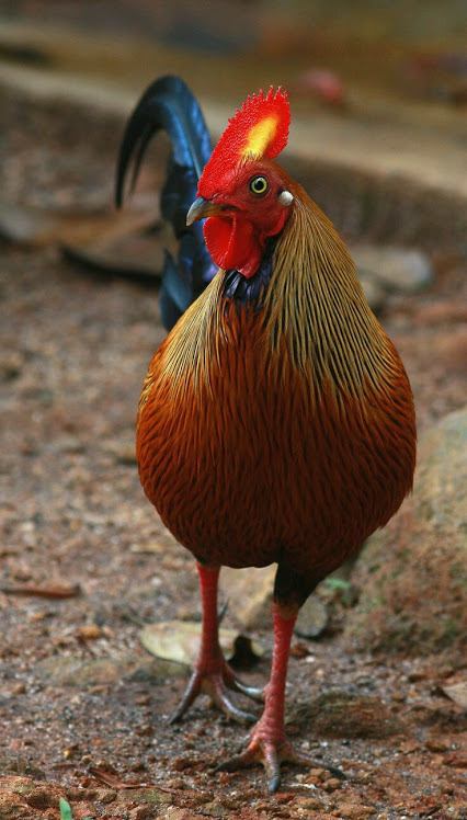 นก